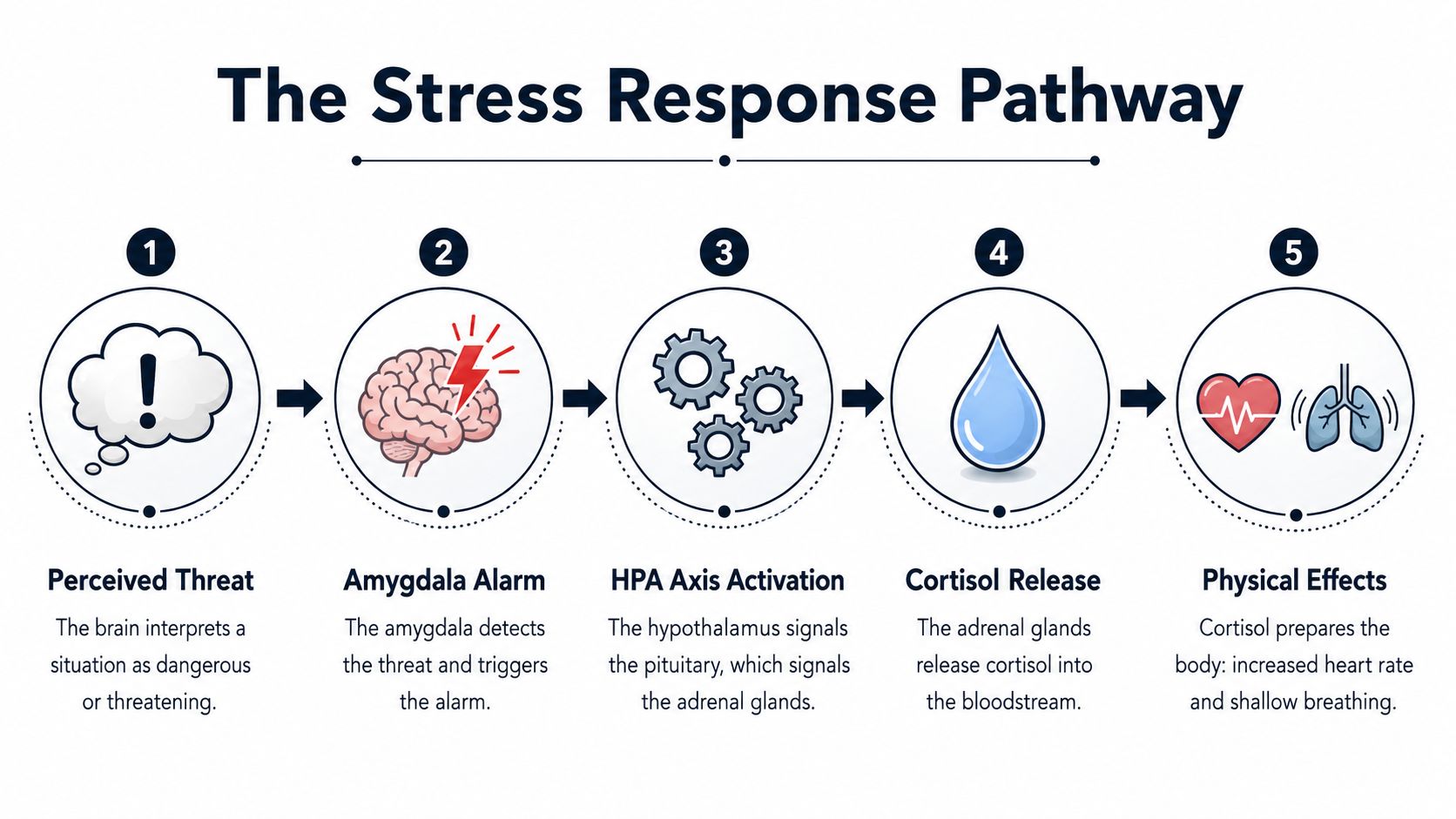 A five-step infographic diagram titled The Stress Response Pathway illustrating the biological process of physical stress.